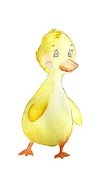 little duck watercolor yellow illustration