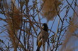 White eared bulbul Pycnonotus leucotis, a bird perched on a cane in the Al Azrak reserve in Jordan and singing a mating song to lure a partner and build a nest. settled species and tourist attraction.