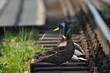 Mallard Duck. A pair of birds, male and female, sitting on the railroad tracks between the rails. On the river, near the bridge and the river.
