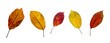 bright elm autumn leaves isolated on transparent background PNG file