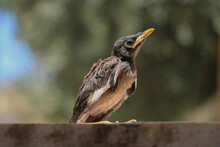 Common Myna Or Acridotheres In Palestine
