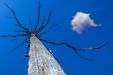 Dead Tree Against Blue Sky And Small Cloud, Drought, Climate Disaster