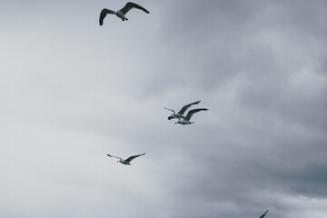 Wall Mural - standing seagulls flying over the sea