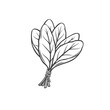 Sorrel outline icon vector illustration. Hand drawn line sketch of natural bunch of sorrel plants, healthy leafy vegetable and organic herb farm garden harvest, herbal food ingredient for cooking