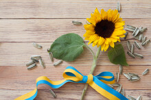 Sunflower With Seeds And Ribbon In Colors Of Ukrainian Flag On Wooden Background, Sunflower Oil Production And Export Concept