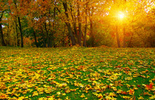 Autumn Leaves On Green Grass