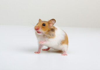 Wall Mural - Syrian Hamster isolated on a white