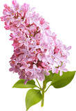 Fototapeta  - Branch of lilac flowers isolated. Lilac flowers.
