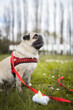 © Maciej Koba - Pug sitting on the grass among the flowers