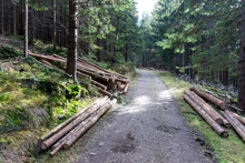 Felled Logs Lie On The Edge Of The Forest Path In The Forest