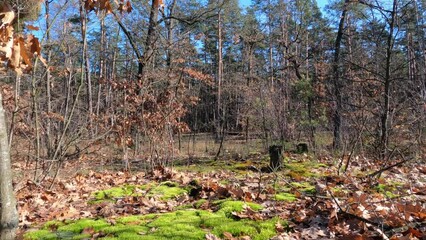 Wall Mural - Sunny autumn forest. Forest autumn landscape.