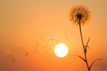 Wall Mural - Silhouettes of flying dandelion seeds on the background of the sunset sky. Nature and botany of flowers