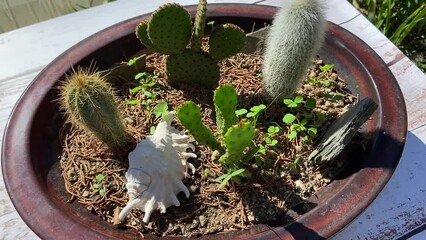 Poster - Cactus décoratifs dans un pot