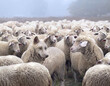 Wolf in disguise wearing a wool clothing mingles in a flock of sheep. Wolf  pretending to be a sheep concept.