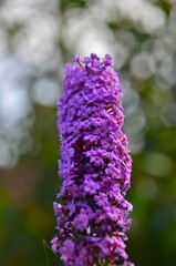 Sticker - flowers in the garden