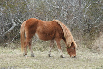 Wall Mural - Wild horse feeding on the grasses that grow on Assateague Island, during the winter season, Worcester County, Maryland.