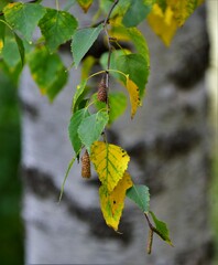 Canvas Print - autumn leaves on the tree