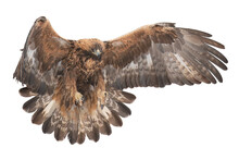 Golden Eagle Landing With Wings Wide Open