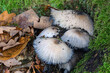 Herbst Regnerisch Trüb Pilze Moos