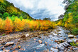 Flowing water at Red Creek in Dolly Sods wilderness West Virginia with colorful gold orange yellow autumn fall foliage trees leaves in Canaan valley Appalachian mountains