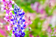 Macro Closeup Of Colorful Blue Purple Pink Lupine Lupin Flowers In Kyoto, Japan With Background Bokeh Of Green Leaves Foliage In Garden