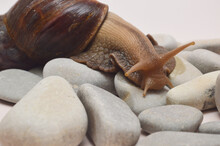 A Large Snail Achatina From The Shell Lies On The Stones On A Light Background.