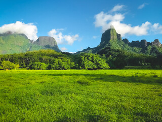 Wall Mural - Green meadow fiels mountain landscape, forest and mount range. Awesome alpine highlands in sunny day. Beautiful nature perfect background. Travel, tourism, adventure. Polynesia, Moorea island