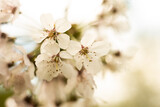 Fototapeta Kwiaty - Białe kwiaty wiśni