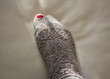 Hole in gray sock shows big female toe	
