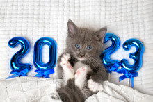Happy New Year With Cat. Cute Gray Scottish Kitten Sitting On A Soft Knitted Blanket. Postcard 2023. Happy Celebration. Animal, Pet. Funny Kitty Among Blue Numbers Of New Year On White. Christmas Cat