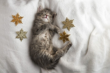 Wall Mural - one Christmas kitten sleeps on his back on a white blanket background, next to the Christmas stars Merry Christmas and Happy New Year, festive mood Cute kitten. copy space