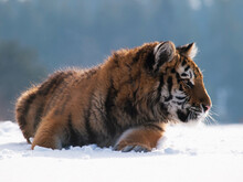 Siberian Tiger, Panthera Tigris Altaica. Wildlife Scene With Dangerous Animal. Cold Winter In Taiga, Russia. Tiger In Wild Winter Nature, Lying On Snowy Meadow