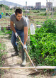 © JackF - Young man working at his smallholding garden, hoeing soil on vegetable rows..