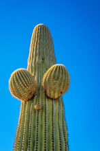 Saguaro Cactus Close-up Against The Blue Sky, Anthropomorphic Funny Face Shaped 