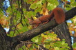 Wiewiórka z wielkim ogoniem na gałęzie jesienią