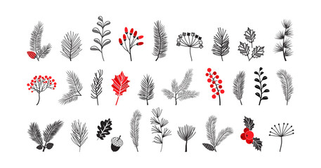 Christmas fir and tree vector icon, winter pine branch spruce and leaf, holly twig, evergreen plant, mistletoe, acorn isolated on white background. Xmas nature illustration