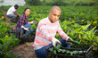 Portrait of latin american farm worker gathering crop of green courgettes on farm field in springtime. Harvest time