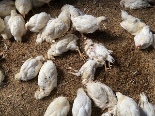 sick and death chickens, disease outbreaks, avian influenza or newcastle disease, symptoms and clini