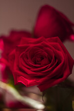 A Large Red Rosebud