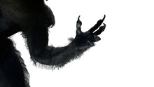 Scary Monster Hand, Furry Werewolf Paw For Halloween Background Render 3d