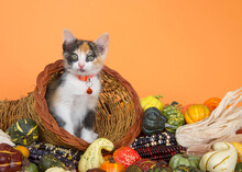 Calico Kitten Peeking Out Of A Cornucopia Basket Filled Over Flowing With Gourds, Pumpkins, Squash And Indian Corn On Orange Background.
