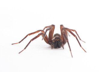 big brown spider Heteropoda venatoria isolated on white background.