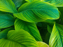 A Close Up View Of Canna Lily Leaves Without Flower. Green Leaves With Yellow Stripe Texture, Suitable For Nature Background Used.
