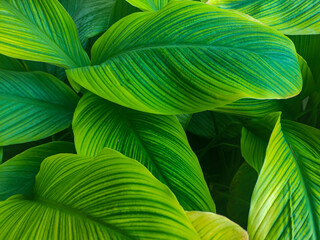 A close up view of Canna Lily leaves without flower. Green leaves with yellow stripe texture, suitable for nature background used.
