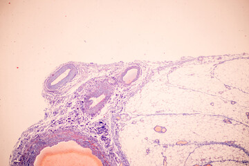 Wall Mural - Tissue of Blood human, Vein human, Artery human and Heart muscle human under the microscope in Lab.