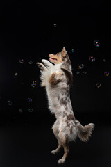 Wall Mural - border collie funny portrait. happy dog in studio on black background. 