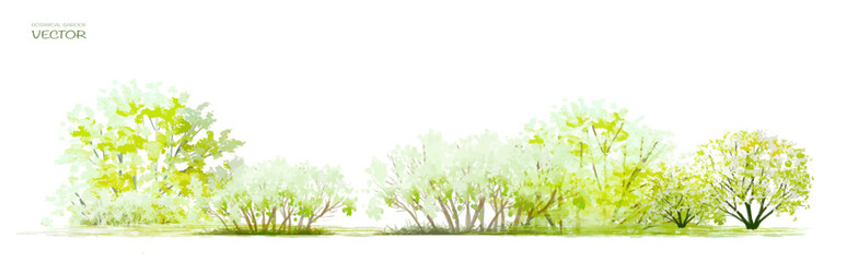 vector watercolor of tree side view isolated on white background for landscape and architecture draw