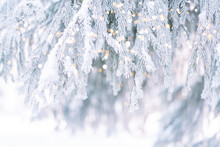 Background Christmas Tree With Needles Covered With Ice And Snow Against Tree Light.