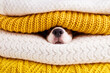 A wet black dog nose inside a stack of warm knitted clothes. The concept of home heating, cold winter or autumn