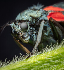macrophotography of a six-spot burnet (zygaena filipendulae). extremely close-up portrait and detail